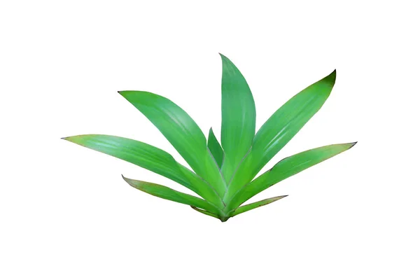Tropische natuur groene lelie blad patroon — Stockfoto