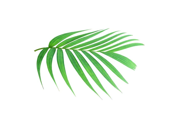 Тропическая природа, зеленый лист пальмы — стоковое фото