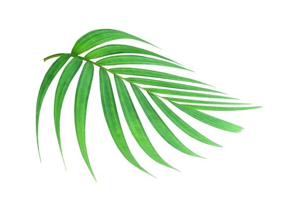 Tropical nature green palm leaf pattern — Stock Photo, Image