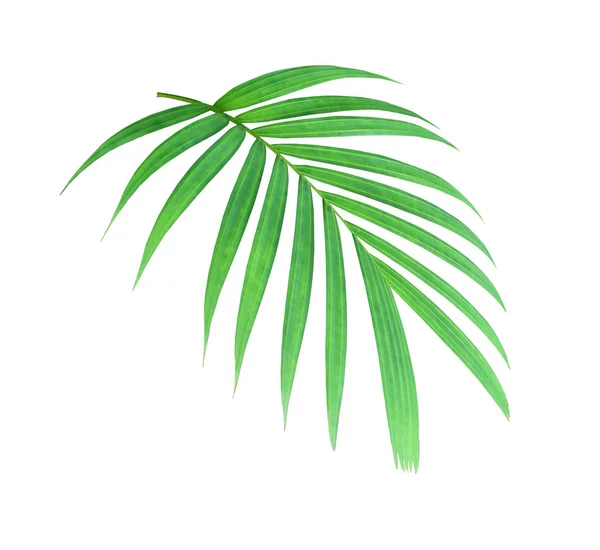 Tropikal doğa yeşil palmiye yaprağı deseni — Stok fotoğraf