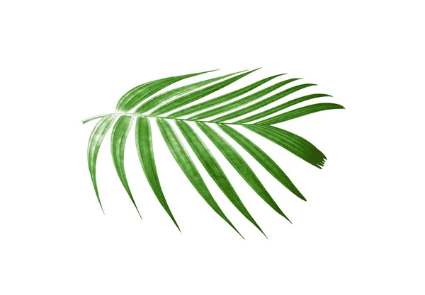 Tropical nature green palm leaf pattern — Stock Photo, Image