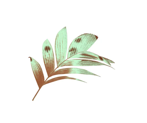 Natureza tropical verde folha de palma padrão — Fotografia de Stock