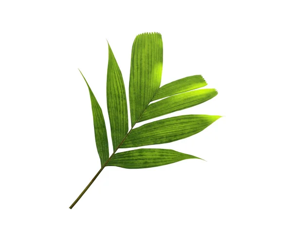 Tropisk natur grönt palmblad mönster — Stockfoto