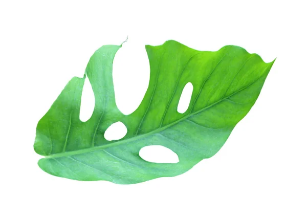 Τροπικά φύλλα monstera ζούγκλας, απομονωμένο φύλλο ελβετικού τυριού — Φωτογραφία Αρχείου
