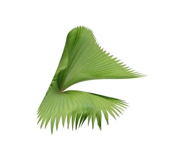 Tropikalna natura zielony liść palmy wzór liści — Zdjęcie stockowe