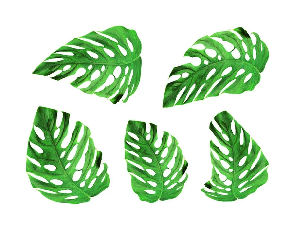 Collection tropical jungle monstera leaves , Swiss Cheese leaf t — 스톡 사진