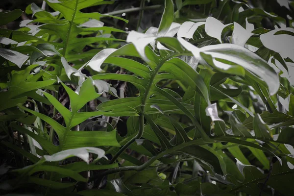 Nature tropicale vert monstera feuille de palmier motif — Photo