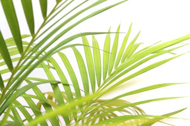 Beyaz duvar zemininde tropik yeşil palmiye yaprağı