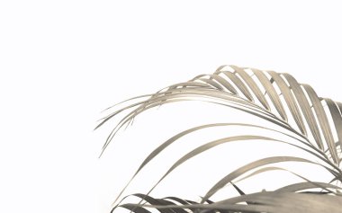 Beyaz duvar zemininde tropikal palmiye yaprağı