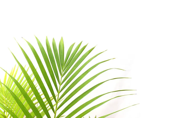 Тропический зеленый лист пальмы на белом фоне стены — стоковое фото