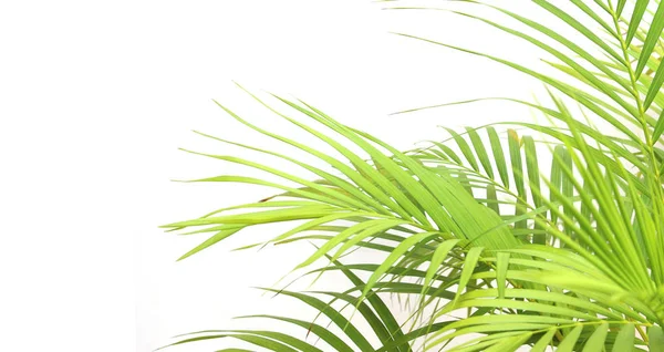 Тропический зеленый лист пальмы на белом фоне стены — стоковое фото
