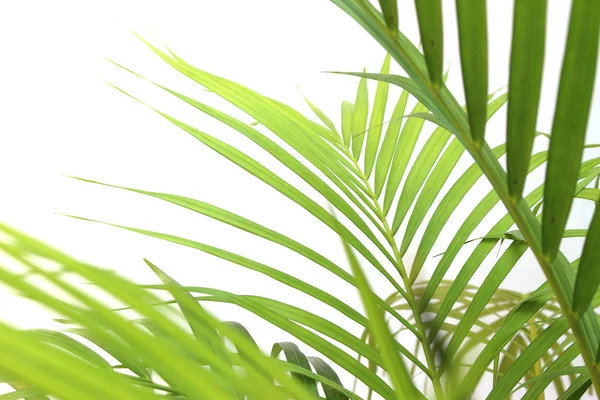Foglia di palma verde tropicale su sfondo bianco parete — Foto Stock