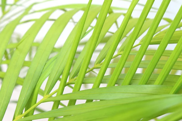 Foglia di palma verde tropicale su sfondo bianco parete — Foto Stock