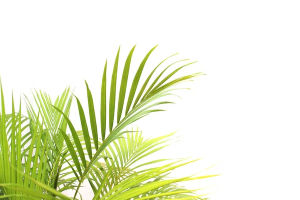 Trópusi zöld pálma levél fehér fal háttér — Stock Fotó