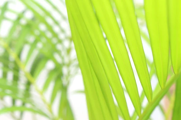 Palma verde tropicale foglia albero su sfondo bianco parete — Foto Stock