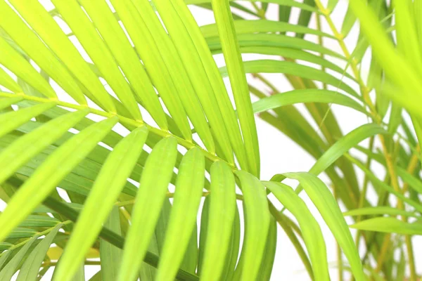 白い壁の背景に熱帯緑のヤシの葉の木 — ストック写真
