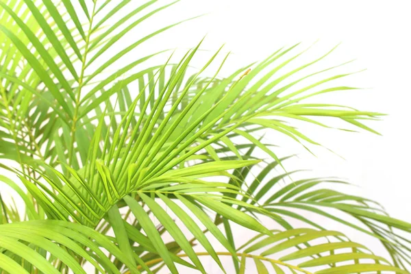 Tropikalny zielony liść palmowy na białym tle ściany — Zdjęcie stockowe