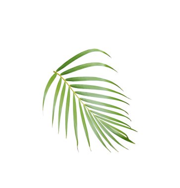 Tropikal yeşil palmiye yaprağı yaz için beyaza izole edilmiş.