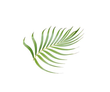 Tropikal yeşil palmiye yaprağı yaz için beyaza izole edilmiş.