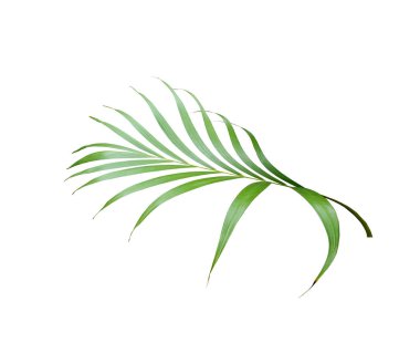 Tropikal yeşil palmiye yaprağı yaz için beyaza izole edilmiş.