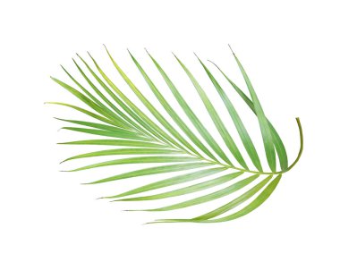 Tropikal yeşil palmiye yaprağı yaz için beyaza izole edilmiş.