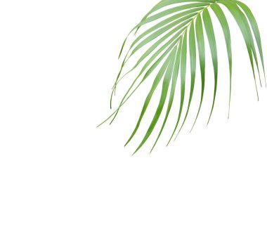 Tropikal yeşil palmiye yaprağı yaz için beyaza izole edilmiş.