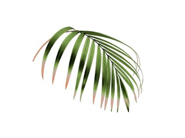 Tropikal yeşil palmiye yaprağı yaz için beyaza izole edilmiş.
