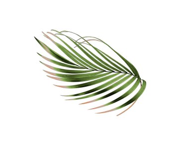 Tropikal yeşil palmiye yaprağı yaz için beyaza izole edilmiş.