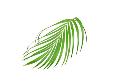 Tropikal yeşil palmiye yaprağı yaz için beyaza izole edilmiş.