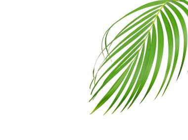 Tropikal yeşil palmiye yaprağı yaz için beyaza izole edilmiş.