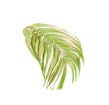 yeşil palmiye yaprağı yaz için beyaz üzerine izole