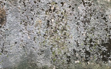 arkaplan dokusu: eski beton levhanın yüzeyi ince zekayla kaplıydı