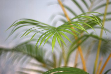 Beyaz duvarda gölgesi olan yeşil tropikal palmiye yaprağı