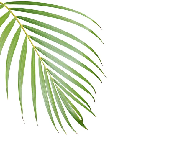 Тропический зеленый лист пальмы, выделенный на белом фоне летом — стоковое фото