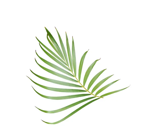 Тропический зеленый лист пальмы, выделенный на белом фоне летом — стоковое фото