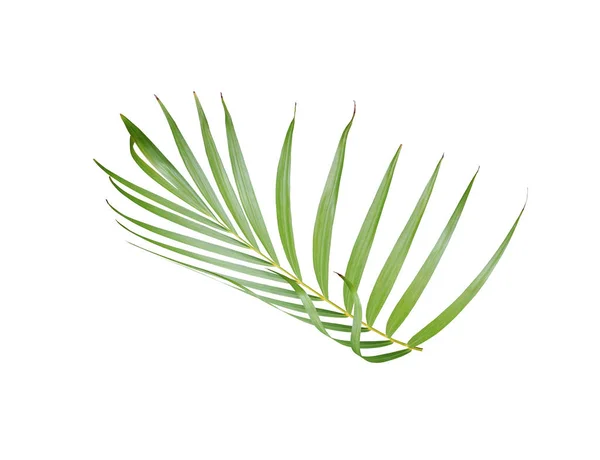 Tropikalny zielony liść palmy izolowany na białym tle latem — Zdjęcie stockowe