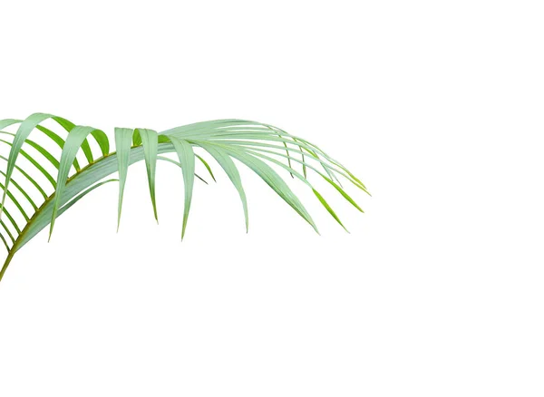 Tropikal yeşil palmiye yaprağı yaz için beyaza izole edilmiş. — Stok fotoğraf