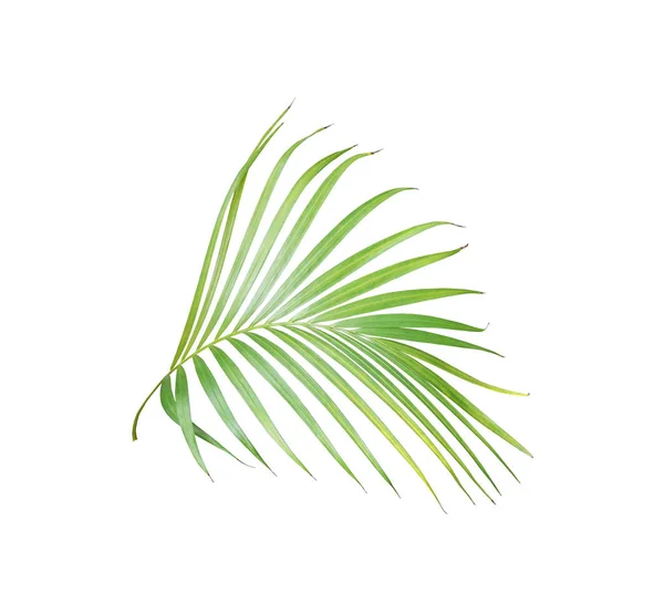 Tropical green palm leaf isolated on white for summer background — Stock Photo, Image