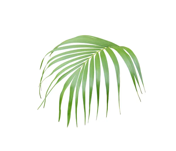Trooppinen vihreä palmunlehti eristetty valkoinen kesäksi tausta — kuvapankkivalokuva