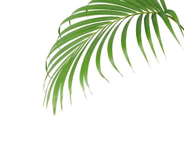 Tropical green palm leaf isolated on white for summer background — Stock Photo, Image