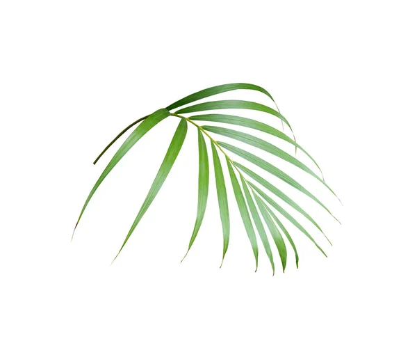 Feuille de palmier vert tropical isolée sur fond blanc pour l'été — Photo