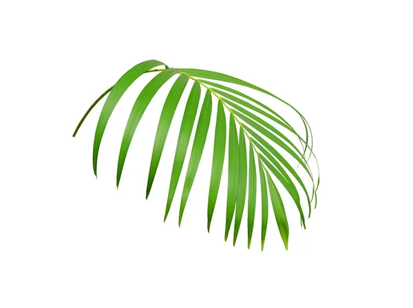 Folha de palma verde tropical isolada em branco para fundo de verão — Fotografia de Stock