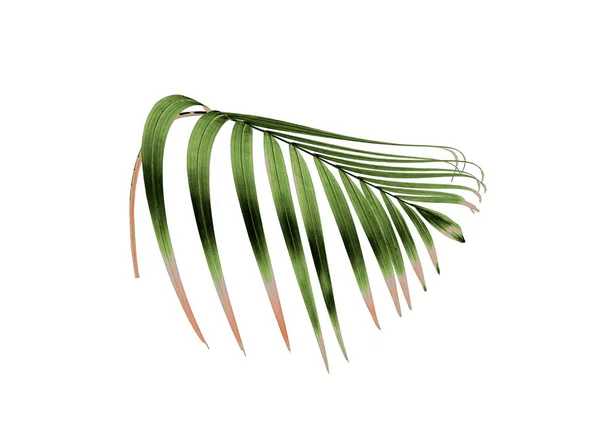 Tropisch groen palmblad geïsoleerd op wit voor zomerse achtergrond — Stockfoto