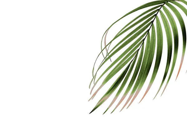 Hoja de palma verde tropical aislada en blanco para fondo de verano —  Fotos de Stock