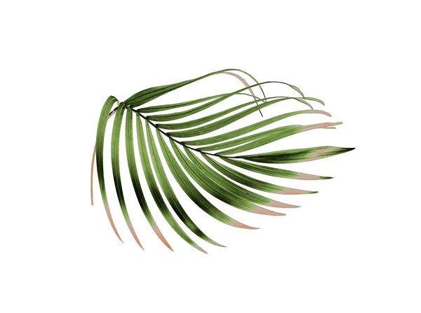 Tropical green palm leaf isolated on white for summer background — Stock Photo, Image