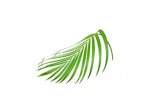 Tropisch groen palmblad geïsoleerd op wit voor zomerse achtergrond — Stockfoto