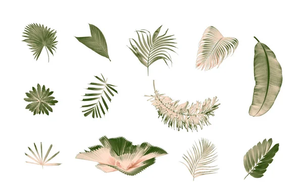 Set di foglie di palma su sfondo bianco — Foto Stock
