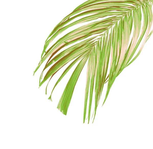 Green palm leaf isolated on white for summer background — Stock Photo, Image