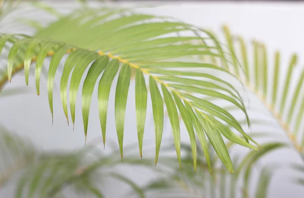 Groen tropisch palmblad met schaduw op witte muur — Stockfoto