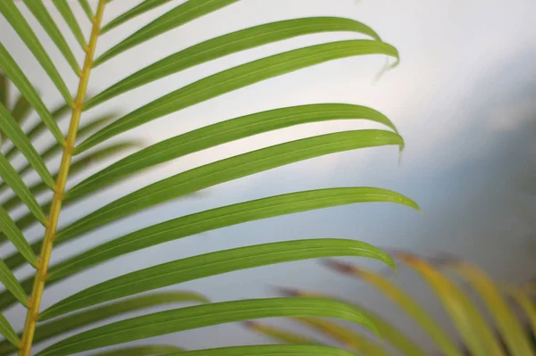 Grønt, tropisk palmeblad med skygge på hvit vegg – stockfoto